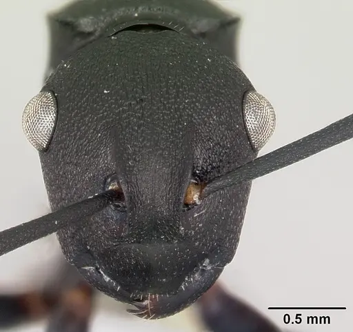 Polyrhachis neglecta specimen