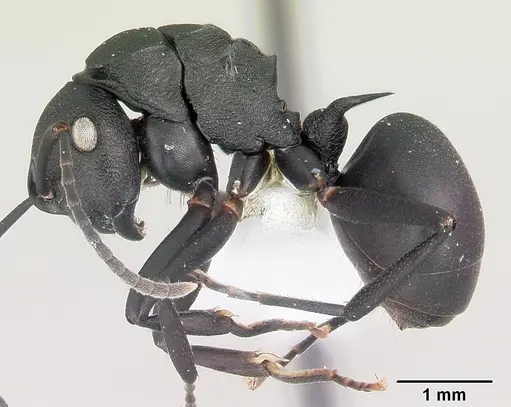 Polyrhachis neglecta specimen