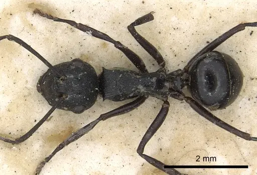 Polyrhachis neptunus specimen