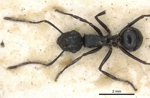 Polyrhachis neptunus specimen
