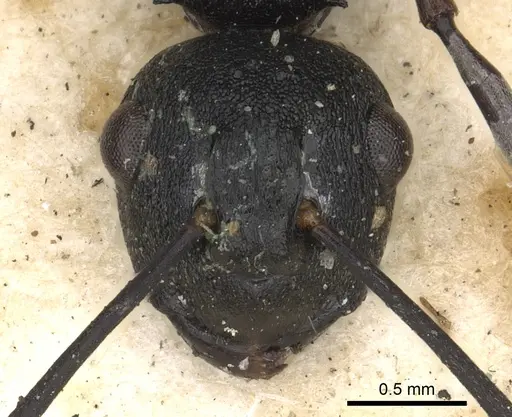 Polyrhachis neptunus specimen