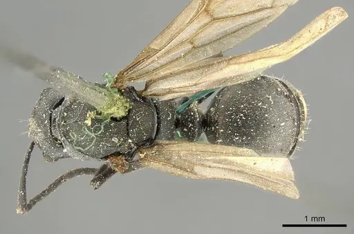 Polyrhachis nigra specimen