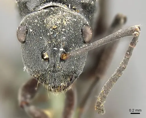Polyrhachis nigra specimen
