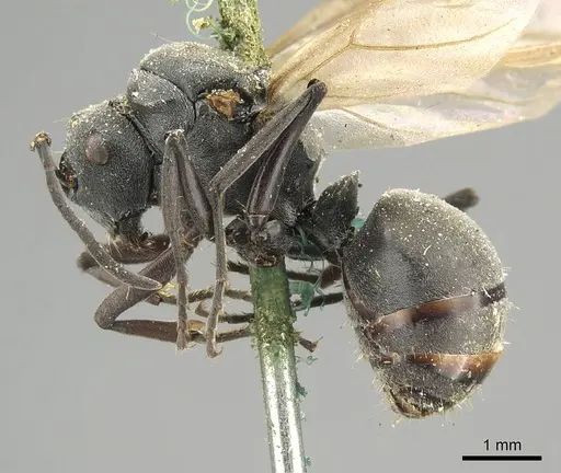 Polyrhachis nigra specimen