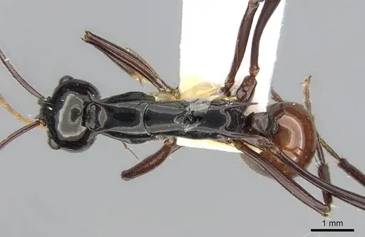 Polyrhachis nigriceps specimen