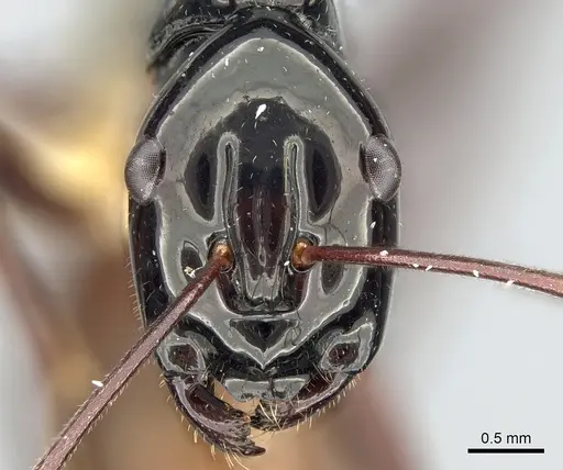 Polyrhachis nigriceps specimen