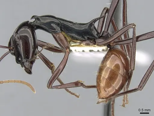 Polyrhachis nigriceps specimen