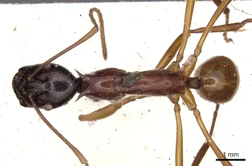 Polyrhachis nigriceps - CASENT0901822