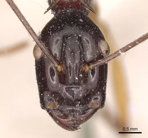 Polyrhachis nigriceps - CASENT0901822