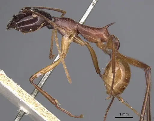 Polyrhachis nigriceps - CASENT0901822
