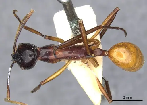 Polyrhachis nigriceps - CASENT0903366