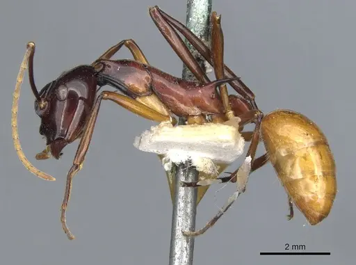 Polyrhachis nigriceps - CASENT0903366