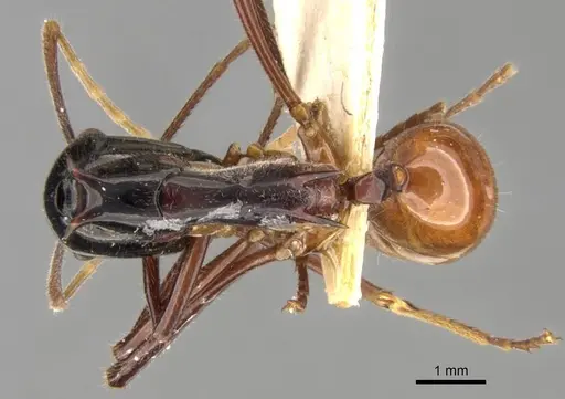 Polyrhachis nigriceps - CASENT0906762