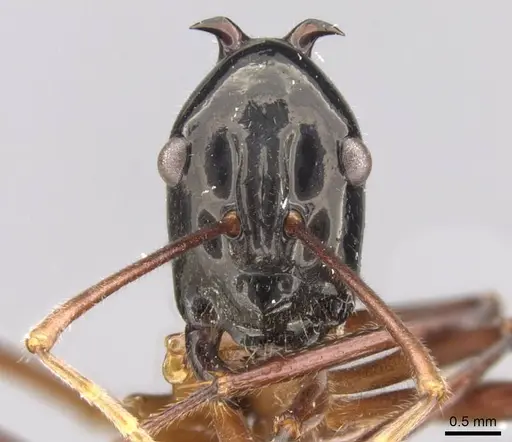 Polyrhachis nigriceps - CASENT0906762