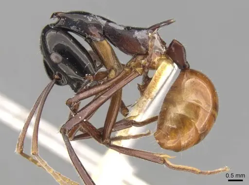 Polyrhachis nigriceps - CASENT0906762
