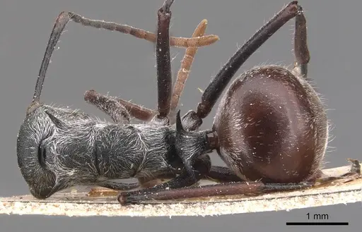 Polyrhachis nigripes specimen