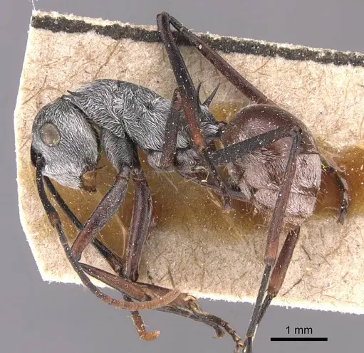 Polyrhachis nigripes specimen