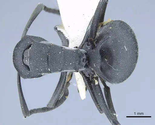 Polyrhachis nigrita specimen