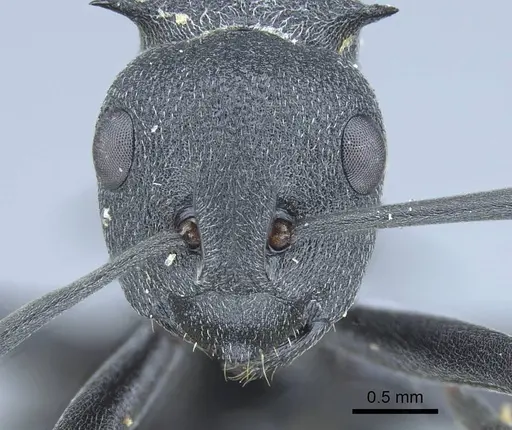 Polyrhachis nigrita specimen