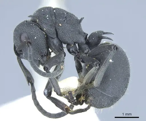 Polyrhachis nigrita specimen