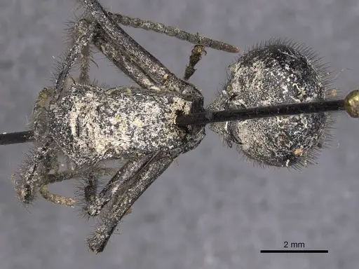 Polyrhachis nigropilosa specimen