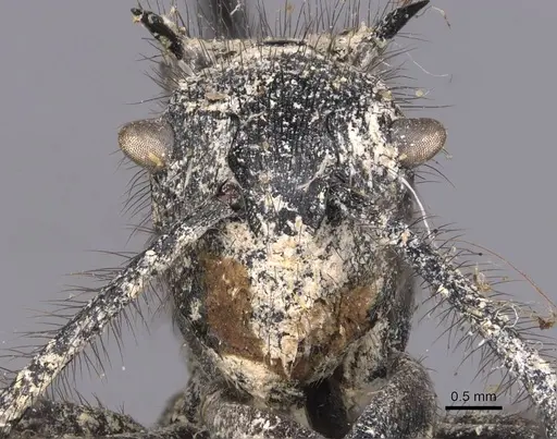 Polyrhachis nigropilosa specimen