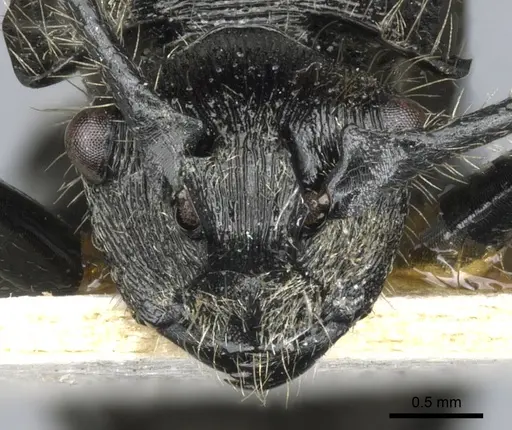 Polyrhachis nitens specimen