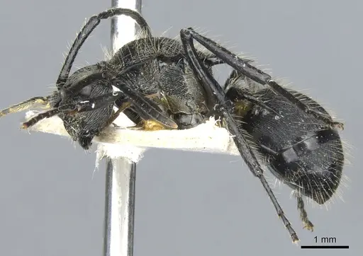 Polyrhachis nitens specimen
