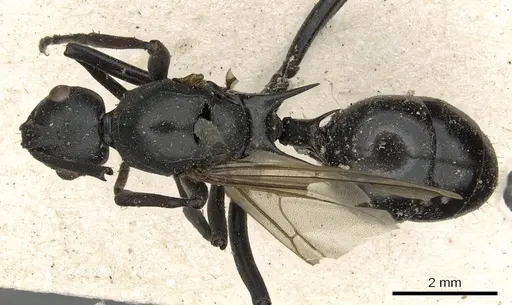 Polyrhachis nitida specimen