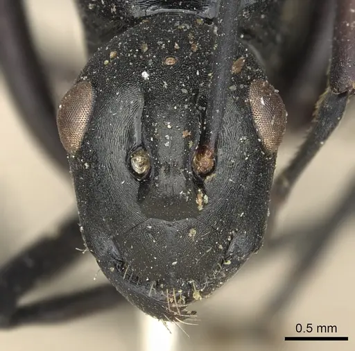 Polyrhachis nitida specimen