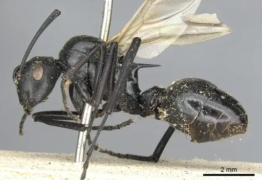 Polyrhachis nitida specimen