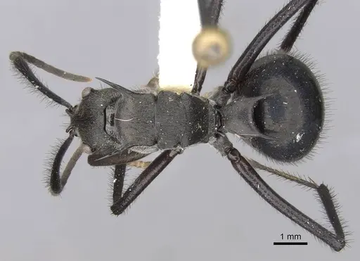Polyrhachis noesaensis specimen