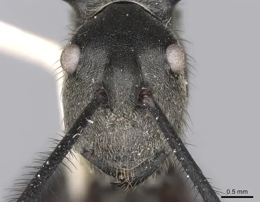 Polyrhachis noesaensis specimen