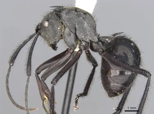 Polyrhachis noesaensis specimen