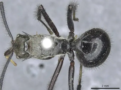 Polyrhachis noesaensis - CASENT0910932