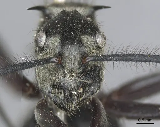 Polyrhachis noesaensis - CASENT0910932