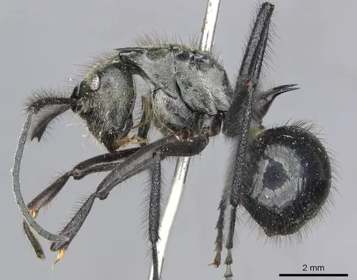 Polyrhachis noesaensis - CASENT0910932