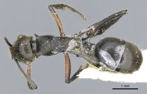 Polyrhachis nofra specimen
