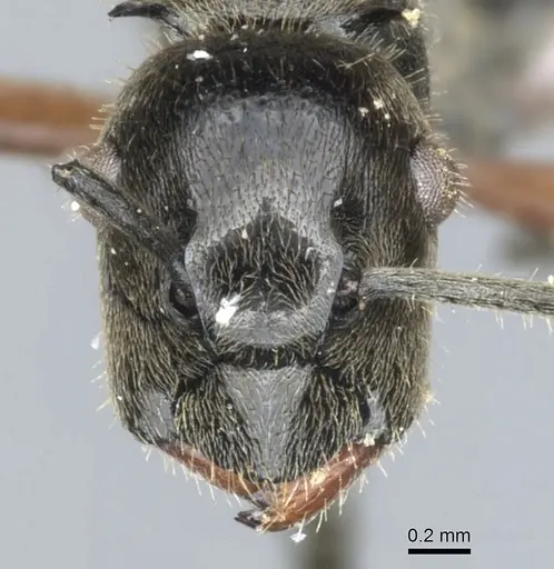Polyrhachis nofra specimen