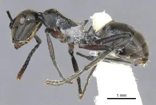 Polyrhachis nofra specimen