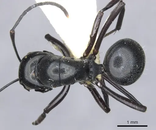 Polyrhachis nomo - CASENT0903416