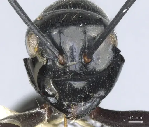 Polyrhachis nomo - CASENT0903416