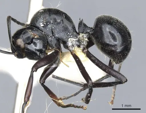 Polyrhachis nomo - CASENT0903416