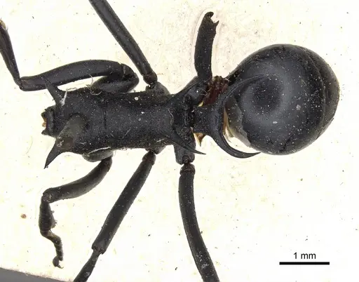 Polyrhachis nudata specimen
