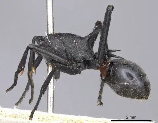 Polyrhachis nudata specimen