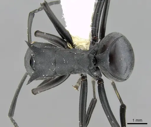 Polyrhachis nudata - CASENT0906776