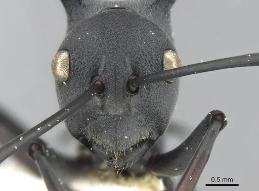 Polyrhachis nudata - CASENT0906776