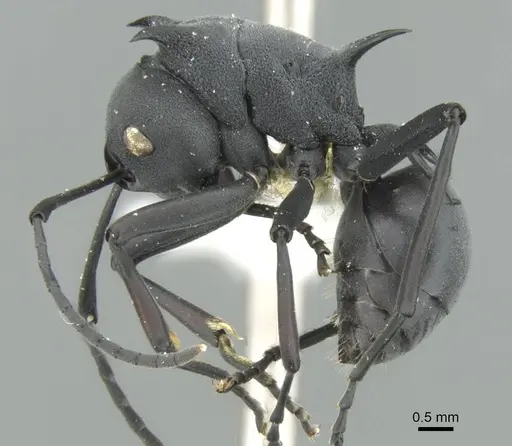 Polyrhachis nudata - CASENT0906776