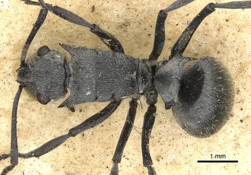 Polyrhachis numeria specimen