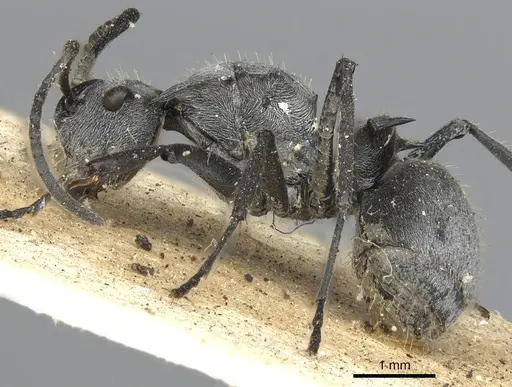 Polyrhachis numeria specimen